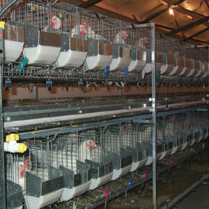 Alternative Design Artificial Insemination Cage System