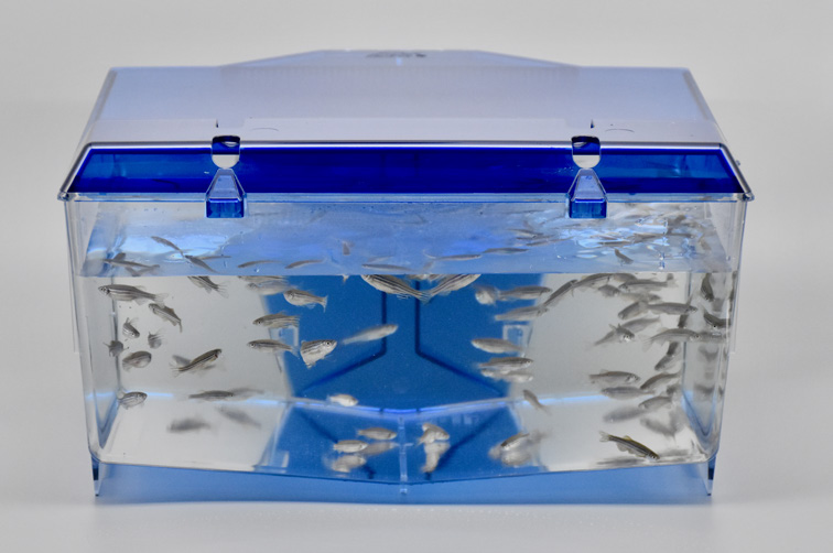 Iwaki Aquatic LAbREED® Bench-Top Zebrafish Systems