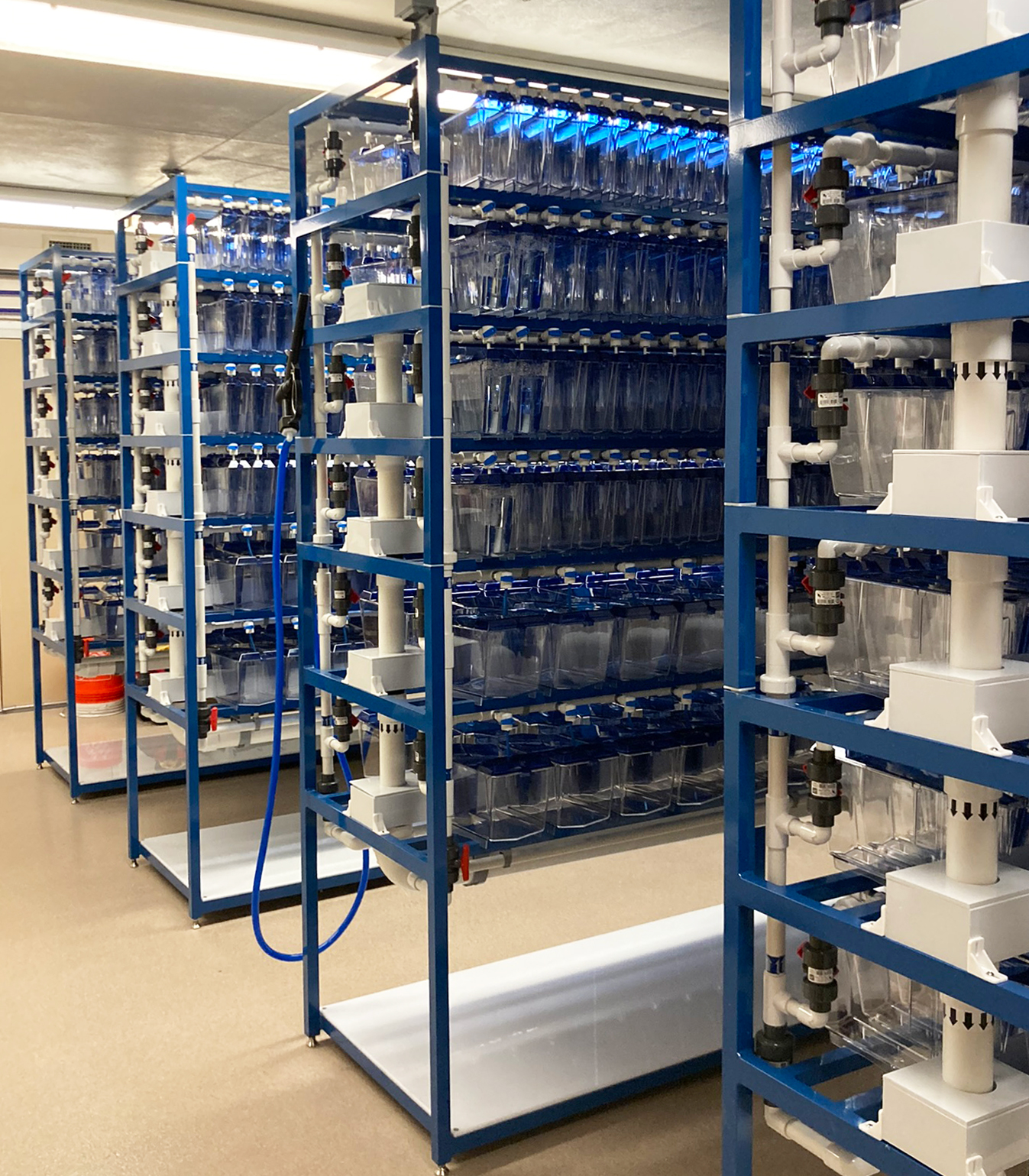 Iwaki Aquatic Double Zebrafish Multi-Rack Systems